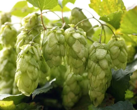 Craft A Custom Hops Haven: Growing Hops Is Simple and Satisfying