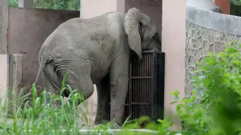 Lonely Life and Passing of India’s Capital’s Only Elephant from Africa